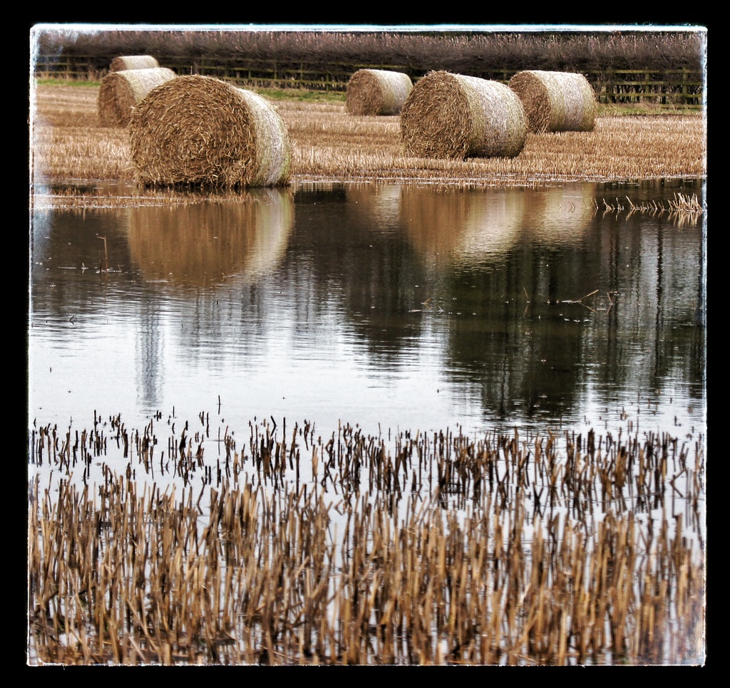 Wet Hay. by jesperani