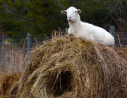 30th Jan 2013 - Ram sitting on the hay roll