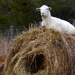 Ram sitting on the hay roll by kathyladley