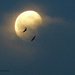 Moonbirds by janturnbull