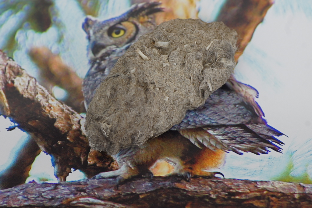 Owl Pellet on Top of Old Photo  by rob257