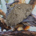 Owl Pellet on Top of Old Photo  by rob257