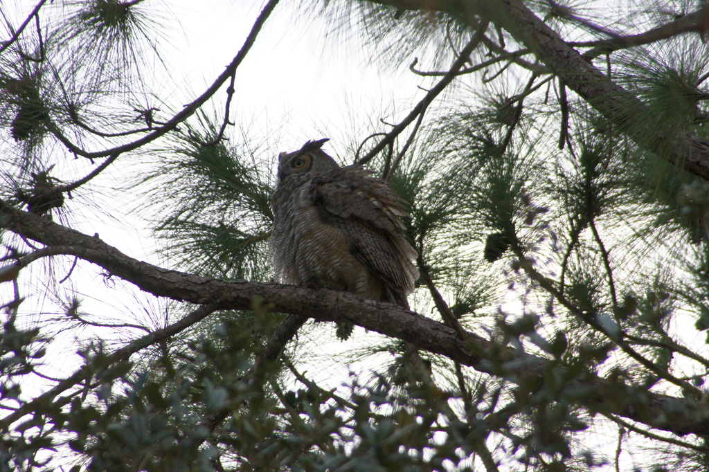 Great Horned Owl, All Fluffed Up by rob257