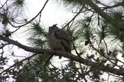 29th Jan 2013 - Great Horned Owl, All Fluffed Up