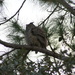 Great Horned Owl, All Fluffed Up by rob257
