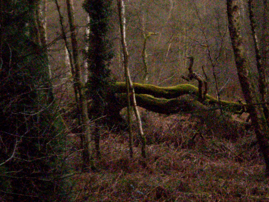 A walk in Mortimer forest.... by snowy