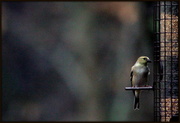 30th Jan 2013 - New Bird