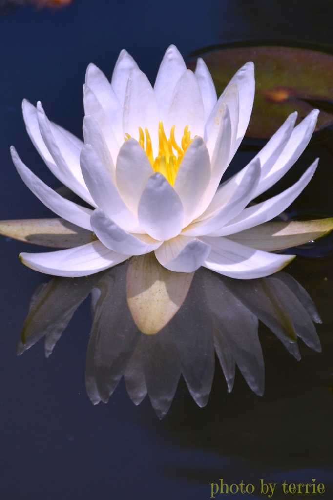 waterlily by teodw