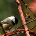 Chickadee eating seed. by jankoos