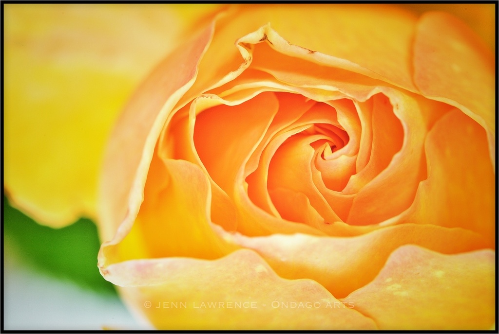 Yellow Rose Not of Texas by aikiuser