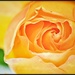 Yellow Rose Not of Texas by aikiuser