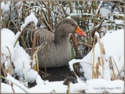 31st Jan 2013 - Greylag Goose