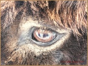 31st Jan 2013 - Donkey's Eye