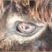 Donkey's Eye by carolmw