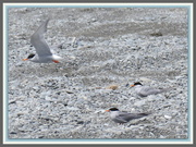 1st Feb 2013 - Blackfronted Terns