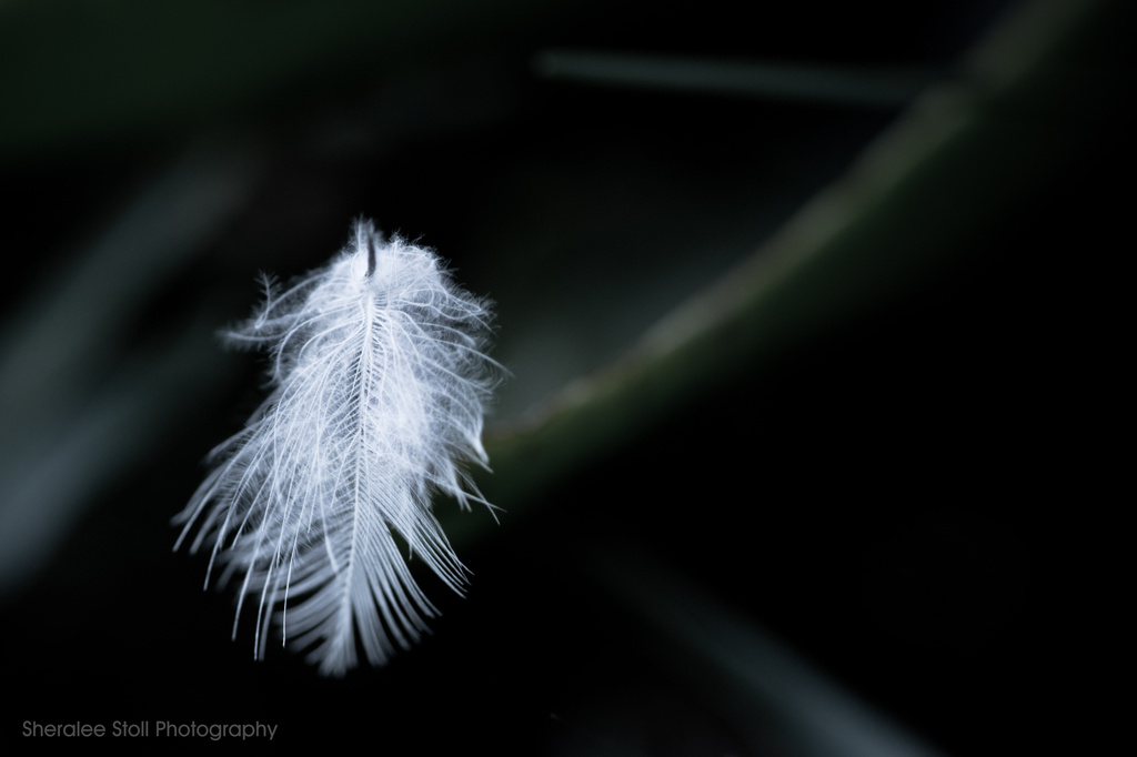 Just a feather by bella_ss