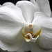 Phalaenopsis II by rhoing