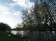 31st Jan 2013 - River Avon Salisbury week five - 31-1