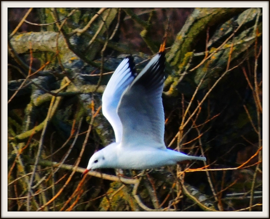 Flying Gull by rosiekind