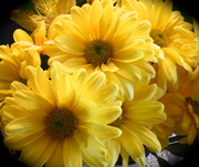 31st Jan 2013 - Sunshine from the flowers