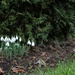 Snowdrops by kimmer50