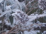 11th Jan 2013 - Another Frosty Day