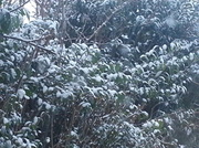 17th Jan 2013 - Its Snowing