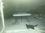 19th Jan 2013 - Cat in the Snow