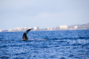22nd Jan 2013 - Whale Tails