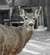 31st Jan 2013 - Deer shot... 