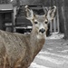 Deer shot...  by dmdfday