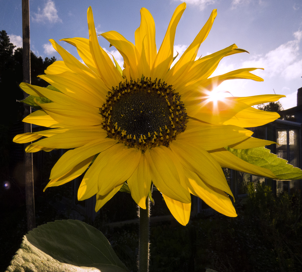sunflower by kali66
