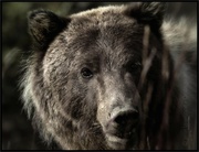 31st Jan 2013 - Grinin' Bear (It)