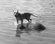 31st Jan 2013 - jack in the water