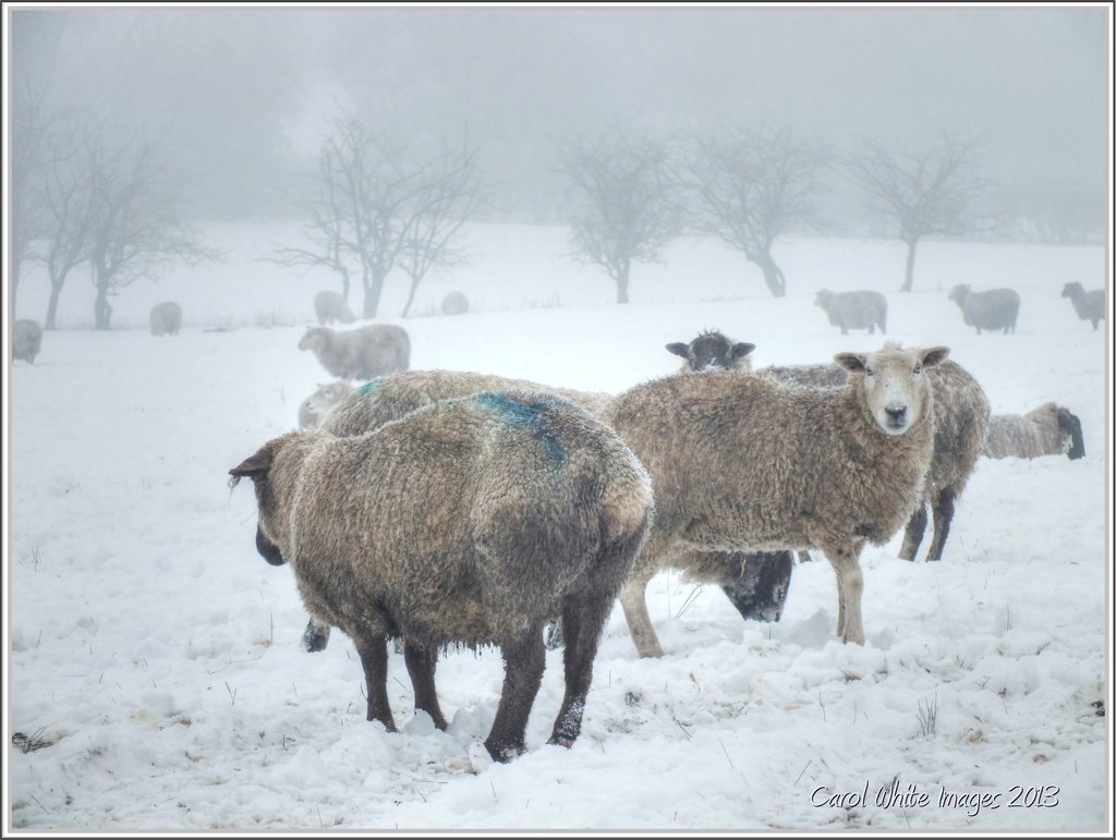 Warm Coat,Cold Feet! by carolmw