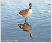 1st Feb 2013 - Canada Goose