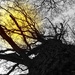 Spooky stump! by darrenboyj