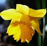 1st Feb 2013 - Morning Daffodil