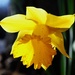 Morning Daffodil by darylo