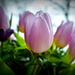 Tulips by nicoleterheide