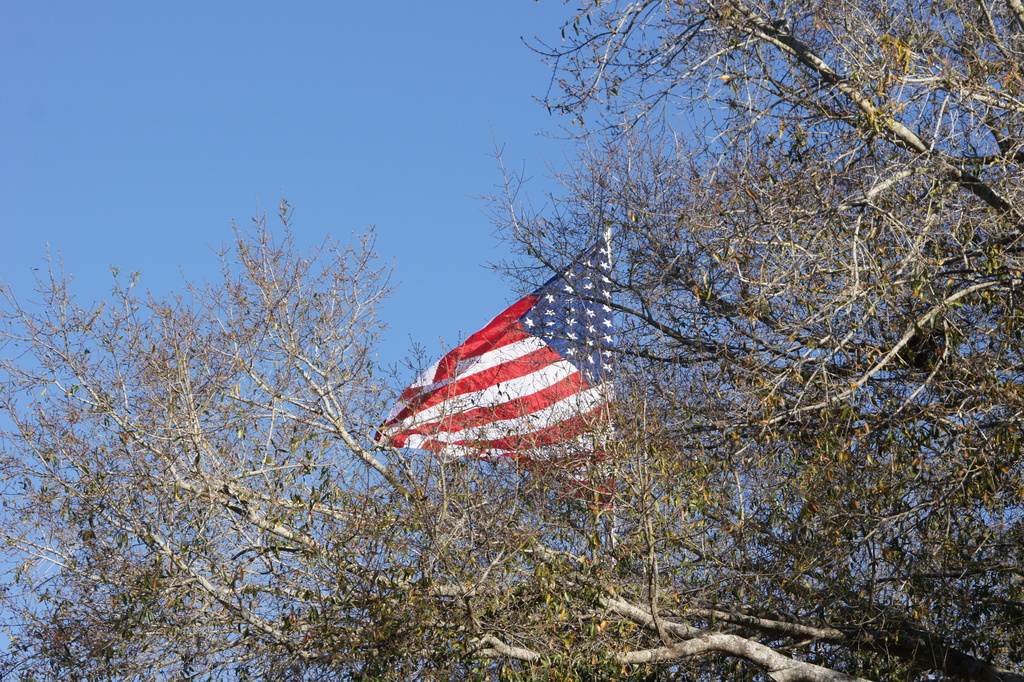 Wind, Flag and Live Oaks by rob257