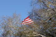 1st Feb 2013 - Wind, Flag and Live Oaks