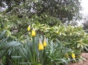 1st Feb 2013 - First daffodils