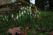 31st Jan 2013 - a sign of spring