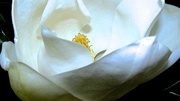 2nd Feb 2013 - Maggiemae's Magnolia