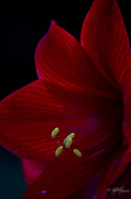 1st Feb 2013 - Red Amaryllis