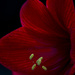 Red Amaryllis by skipt07
