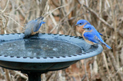 1st Feb 2013 - Stalking Bluebirds