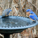 Stalking Bluebirds by lauriehiggins