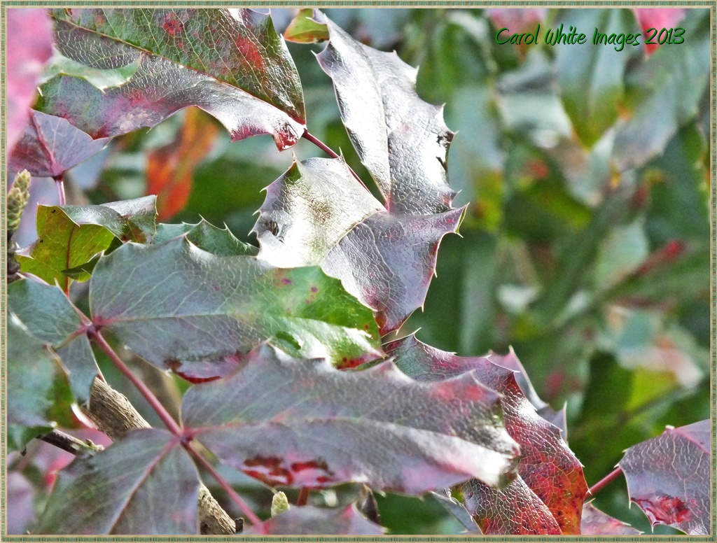 Holly Leaves by carolmw